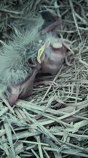 what happened to the cuckoo baby | Review Birds News