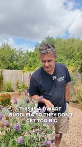 134K views · 448 reactions | Showcasing one of our compact favourites – the dwarf Buddleja! Perfect for smaller spaces and still a magnet for butterflies Like all Buddlejas, it’s worth trimming back each year to keep it looking its best and encourage even more flower power. Just a quick cut, and it’ll reward you again and again! #GardenOnARoll #Buddleja #ButterflyBush #PruningTips #WildlifeGarden #EasyGardening #SummerGarden | Garden on a Roll | Facebook