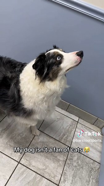 Locked in 😭 (🎥:23kelsie/ig) | dog and cat