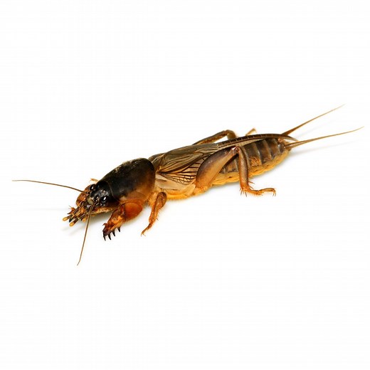 How To Stop Mole Crickets From Damaging Your Lawn
