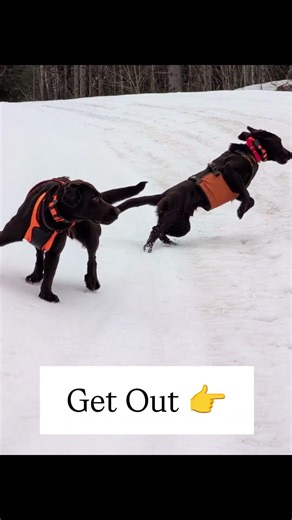 Trail Dogs vs. Bird Dogs #birddog #gundog #dogtraining #dogtrainingtips