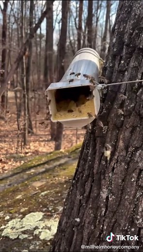 Pollen-substitute for the W 💪🏻 #millheimhoney #bee #gourmet #foodie #yummy