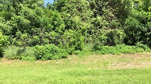 12K views · 90 reactions | Tiny Tex and Z. Rex enjoy a visit to San...