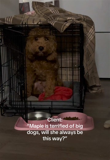 The RIGHT association and socialization for your dog is key! IMO - all puppies should be introduced or associated with well balanced older dogs first, before just throwing them to a park, or even around other puppies in cases. Just like people dogs learn from what they see, reward, and correction - what better way to do this than with a balanced dog that already possesses these traits. Maples first in counter with a larger dog, was probably to overbearing/dominating. Scout is well rounded, can b