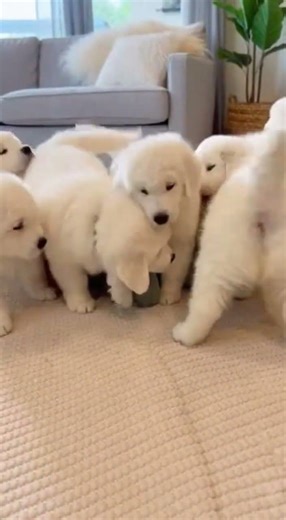 4 Great Pyrenees Puppies Bark Together Playtime Fun Unleashed #puppies #dogs #cutepets