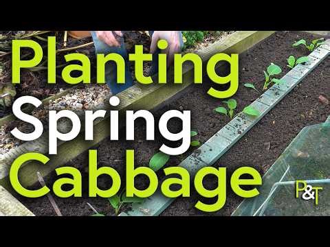 How to Plant Spring Cabbage into the Garden - Pots & Trowels Gardening Videos