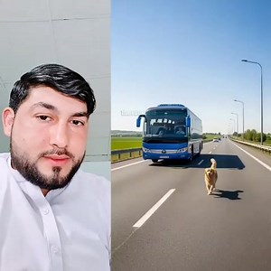 1.4M views · 22K reactions | This dog does a very good way, you guys also look at its work | Walayat Khan | Facebook