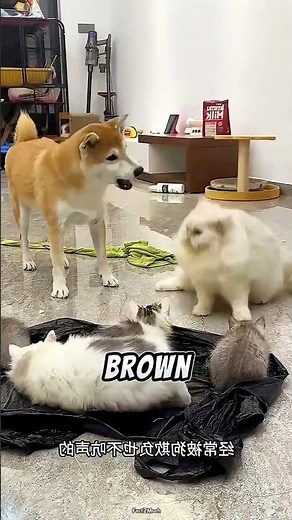 A Cute relationship between dog and cat