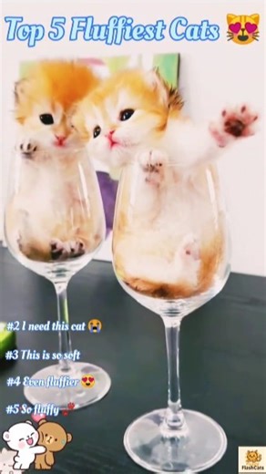 Top 5 Fluffiest Cats Ever 😻