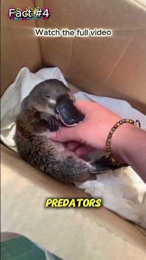 This Platypus Can Paralyze You?! Nature’s Weirdest Animal