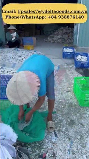 CUTTLEFISH BONE - ANGLE - VIETNAM