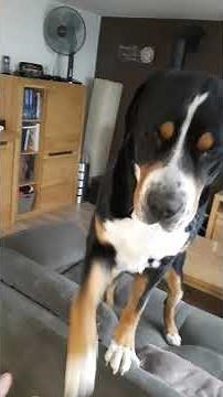 Großer Schweizer Sennenhund.