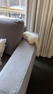 Check out my Fancy Footwork 😜-Basil . . . . . . #funnyferret #ferrets #ferretfun #ferretsrule #ferretlife #ferretofinstagram #instaferret #ferretaddict #cuteferrets #ferretdance #ferretsareeverything #pets #petfun #fancyfeet #funnypets | tivapeterpan