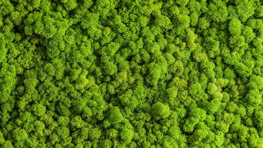 What is Reindeer Moss?