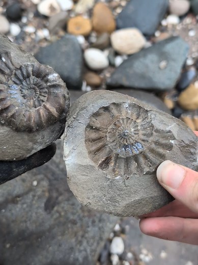 Discover Surprising Fossils: A Paleontology Adventure
