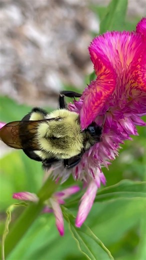 Big Bumblebee #newearthflorals #pollinators #nature #bees