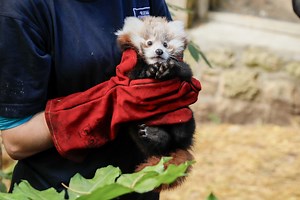 Baby red panda dies at zoo from 'stress caused by fireworks'