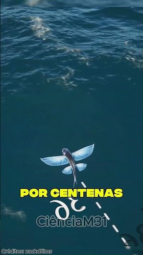 How do flying fish actually fly? 😮 #curiosities #curiosity #facts #didyouknow