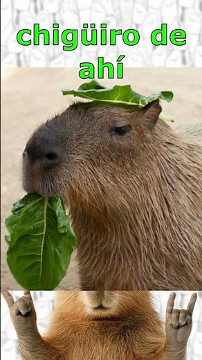 Chigüiros, carpinchos y capibaras