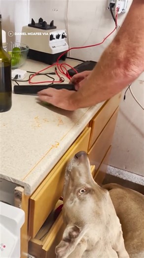 289K views · 3.4K reactions | Bleu’s owners have to pretend to cook and add ingredients to his kibble before he’ll eat it  #reels #dogs #doggo #goodboy #dogfood #pupper | In The Know | Facebook