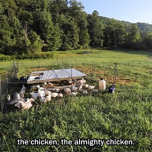 Caring For Your Chickens! | Abundant Permaculture