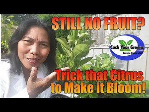 STILL NO FRUIT? Make that Citrus Tree Bloom / My Trick to Make Citrus Bloom Fast!