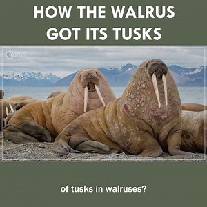 217K views · 2.9K reactions | The Story Of Walruses & Their Tusks | Eons • PBS | Facebook