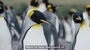 201 reactions · 21 shares | Want to hear the sound of half a million penguins? Explore the Real World! Plan your trip for 2021/2022 here  | Aurora Expeditions | Facebook