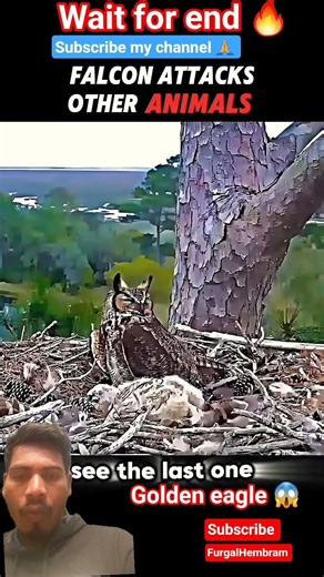 eagle vs others 😱 #eagle #animals #emotional #reaction #shorts #nature @Rendi_goodboys