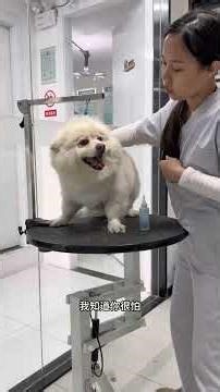 The Heartwarming Tale of the Pomeranian Who Was Rejected Yet Cherished