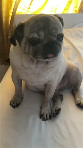 ❤️🐶😂 #messi #pug #mypug #pets #trending #viral #trendingshorts #viralshorts #youtubeshorts #love