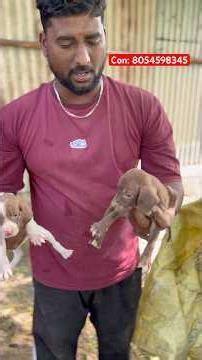 English pointer’s puppy for sale