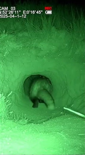 Heroic Rescue: The Moment a Baby Hare Was Saved