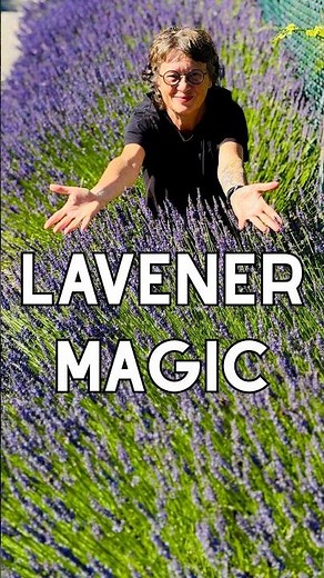 The secret behind this lavender hedge 🤫🪻 #garden #lavender #gardeningtips