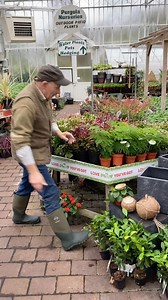 2.1K views · 76 reactions | ASPARAGUS FERN...easy care indoor plant that can be used in baskets or free standing Responds well to being pruned to size ALL IRELAND DELIVERY Available in webshop Link in bio https://pergolanurseries.ecwid.com Pergola Nurseries Garden Corner Virginia,Co Cavan A gardeners oasis of quality plants Open Mon-Sat 9-6 Sun 2-6 A | Pergola Nurseries Garden Corner | Facebook