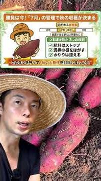 サツマイモが葉ばかり茂って芋ができない原因3つの対策 #家庭菜園 #夏野菜