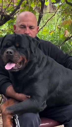 What a black beauty breed Rottweiler 😍 Credits to @kennel_dark_riders | Rottweiler Life