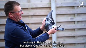 58K views · 6.3K reactions | PIPA TV: Rudi De Saer (BE)⬇ Get to know Rudi De Saer (BE). Rudy has 4 national winners on his breeding loft, but he has never sold one . His goal is to breed new top birds from these pigeons, his great example Gaby Vandenabeele also did this. In this video, you can get to know one of the new toppers 'Smart Boy' & his super breeder 'Ace'. | PIPA | Facebook