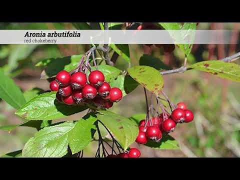 red chokeberry (Aronia arbutifolia)