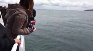 **LIVE FROM THE ISLAND EXPLORER 3** What an incredible encounter with some transient killer whales! There's nothing quite like a close encounter in flat calm conditions when you're stopped in the water! These transients decided to check us out – who's watching who?! | Island Adventures Whale Watching