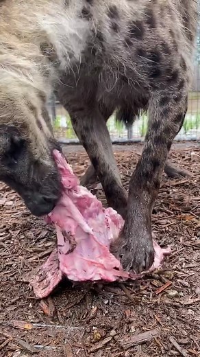 Hyena crushing through bone! Their jaws are insanely strong! 😱 #maxstrong #hyena #spottedhyena #animals