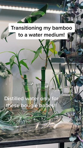 Growing Lucky Bamboo in Water: Tips and Tricks