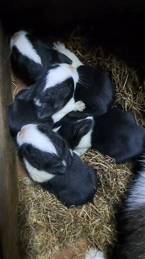 baby dutch rabbit 9 day #rabbit #cute #bunny #shortvideo #pets #mybunny #viral #animals #explore