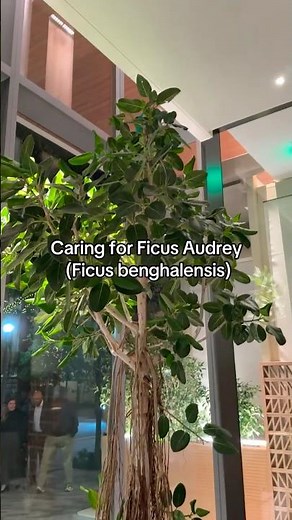 Ficus plant care - 2 tips to help you successfully care for interior banyan trees.