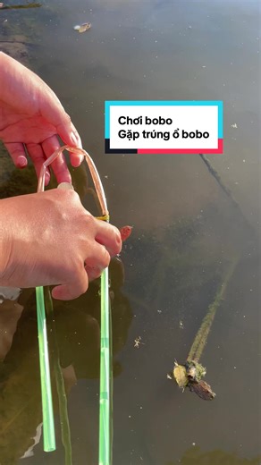 Hướng dẫn nuôi bobo cho cá ăn hiệu quả