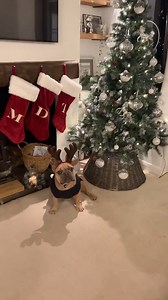 75K views · 310 reactions | Christmas incoming…    . . . . ....