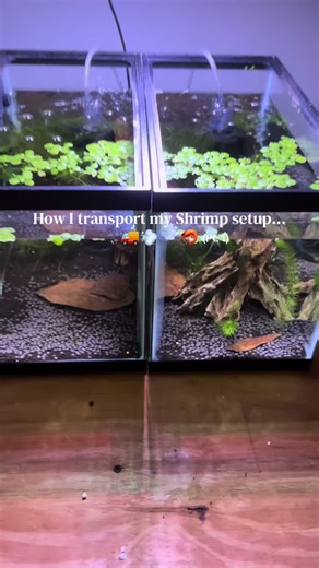 Effortless Shrimp Tank Relocation: A DIY Guide