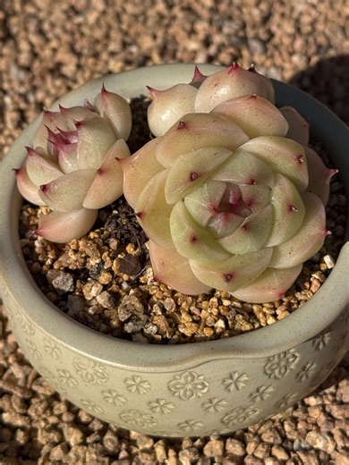 Crystal Wheat Straw Succulent | 3-head Cluster, Red Tips - Etsy