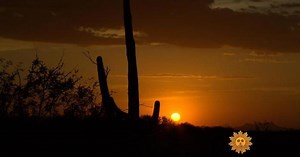 Nature: Saguaro National Park
