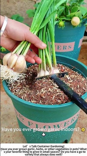 Planting Garlic in a Pot – Fresh Greens Right at Home! 🌱🧄